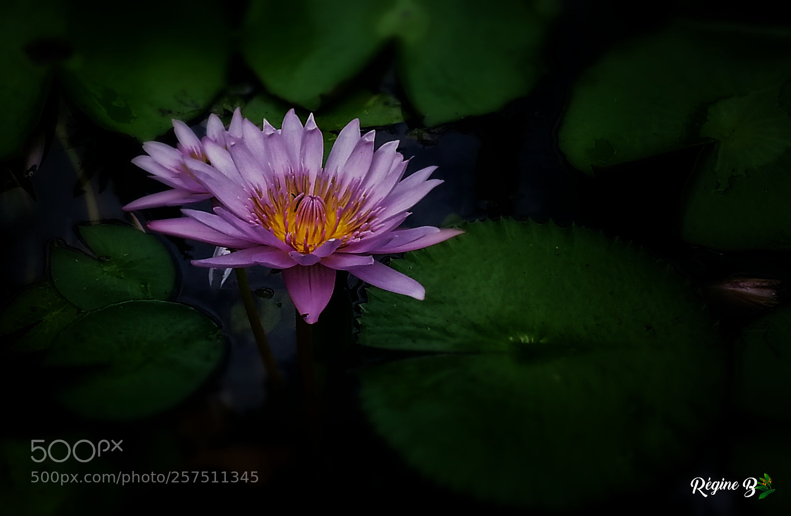 Samsung Galaxy S3 sample photo. Lotus photography