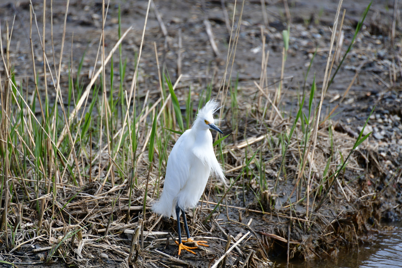 Nikon D7500 sample photo. Snowy egret 1 photography