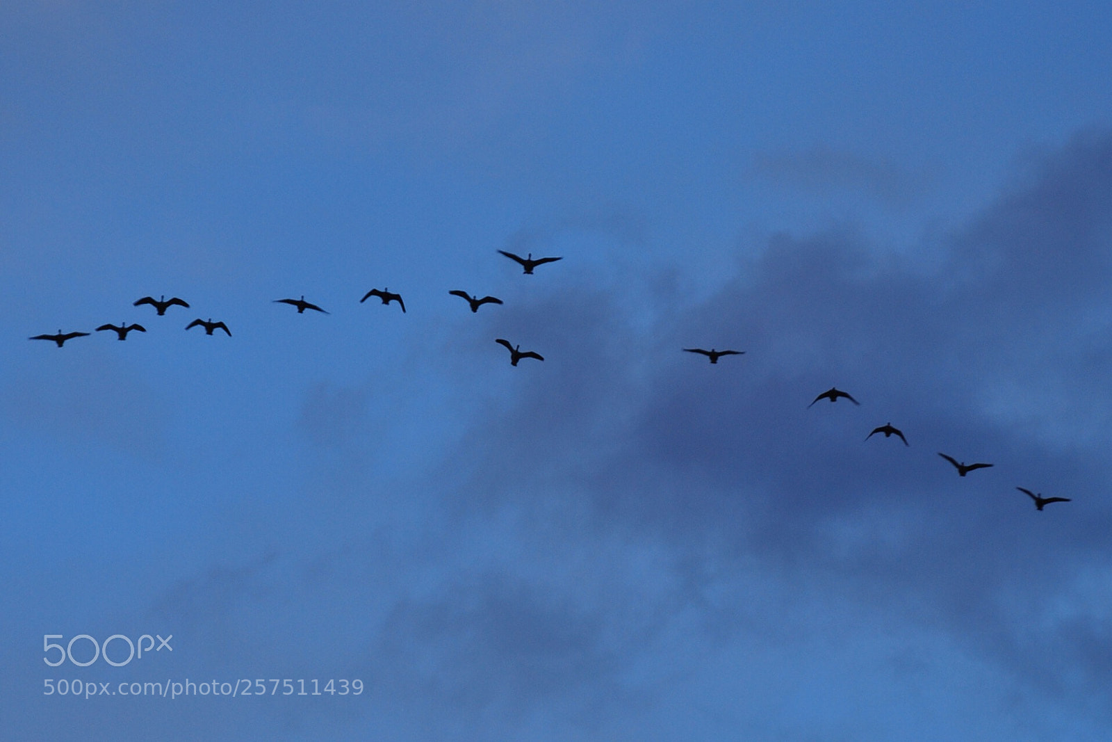 Nikon D5000 sample photo. Homeward bound photography