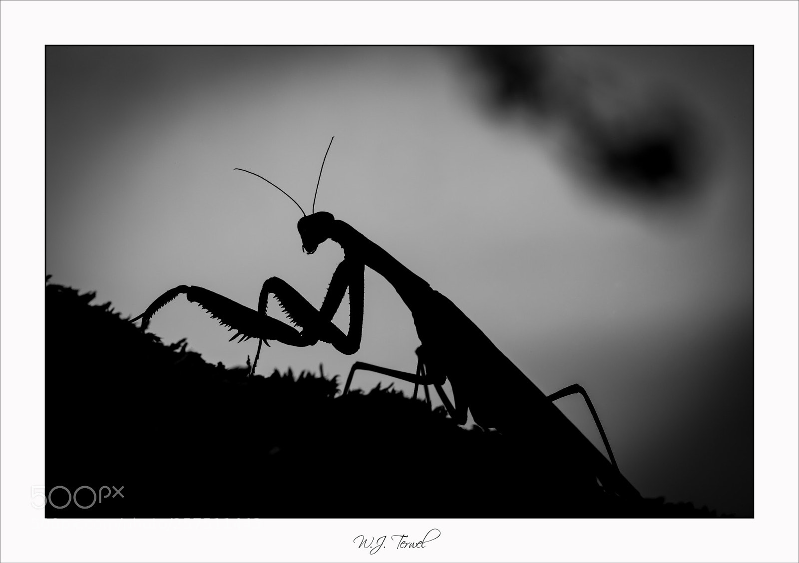 Canon EOS 5D Mark II sample photo. Praying mantis photography
