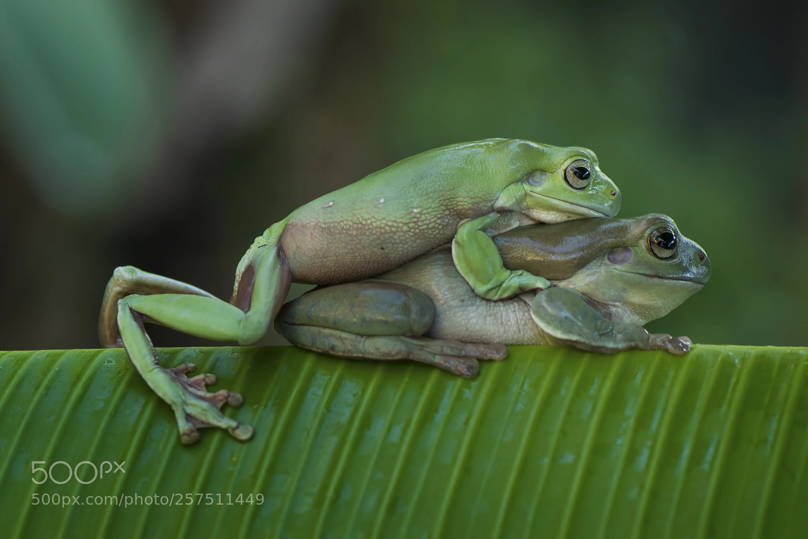 Nikon D800 sample photo. Frog making love photography