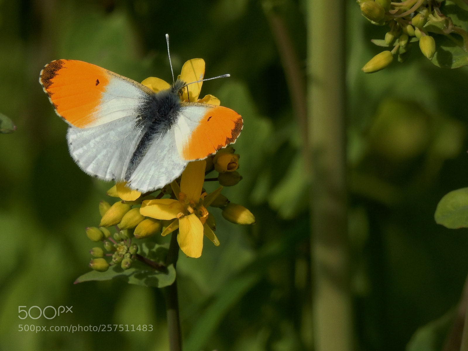 Nikon Coolpix S9900 sample photo. Male orange tip enjoying photography