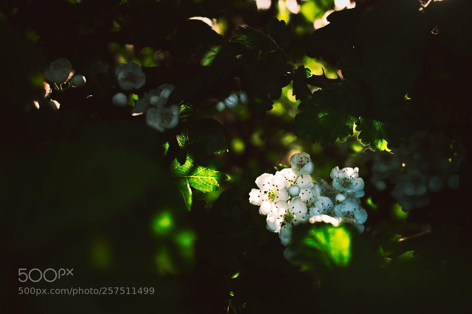 Fujifilm X70 sample photo. Between spring and summer photography
