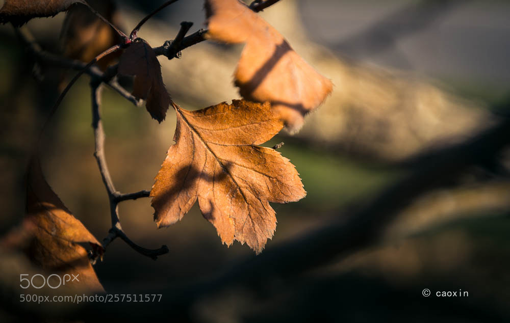 Nikon D7200 sample photo. Untitled photography