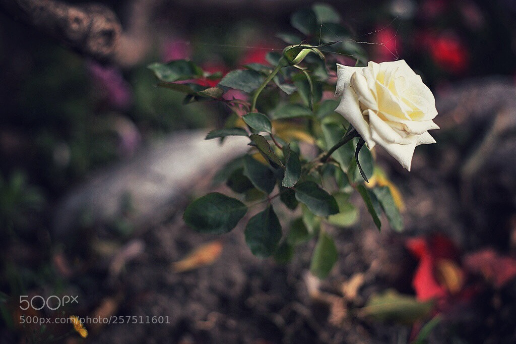 Canon EOS 5D Mark II sample photo. Untitled photography