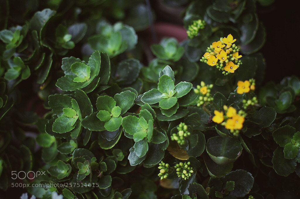 Canon EOS 5D Mark II sample photo. Untitled photography