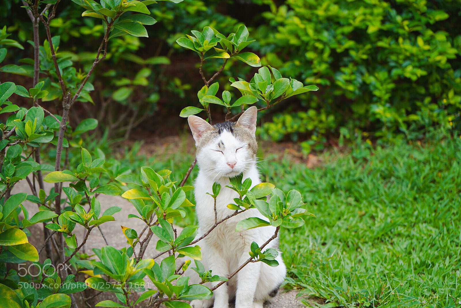 Sony a7 III sample photo. Untitled photography