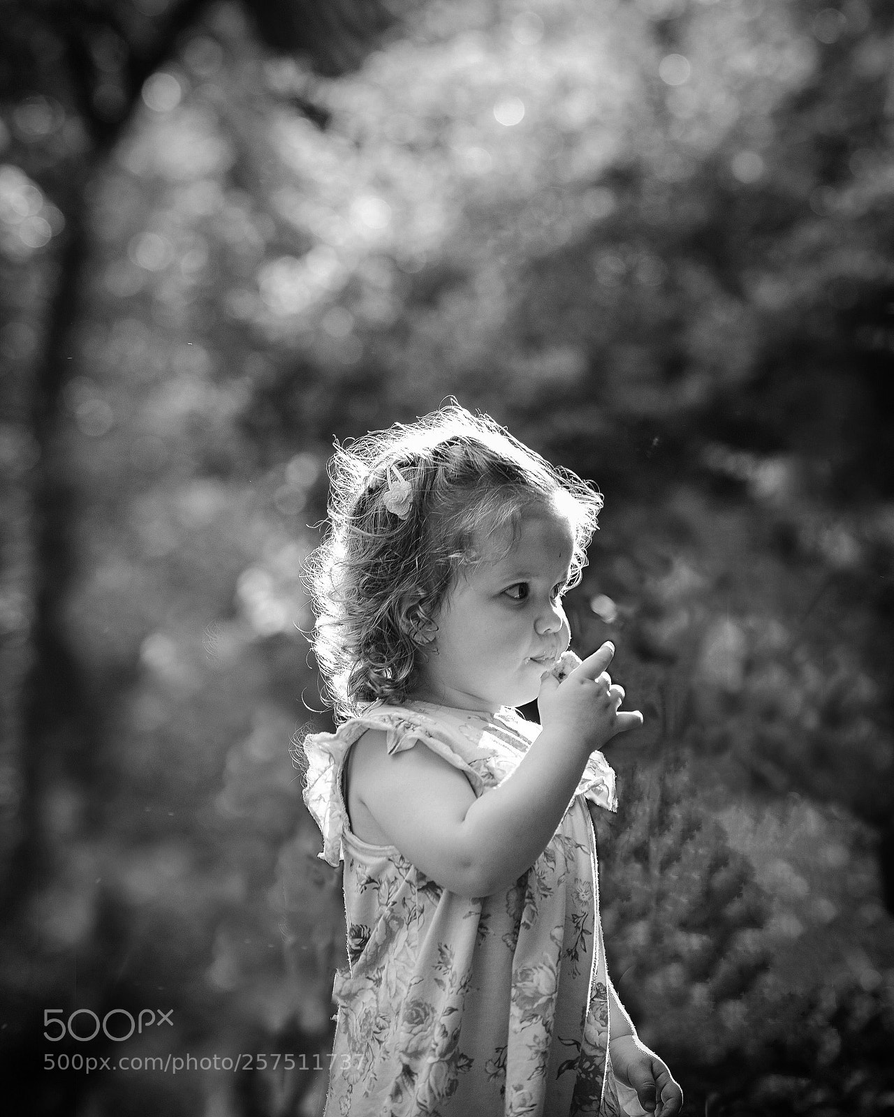 Nikon D800 sample photo. Magical garden ...  photography