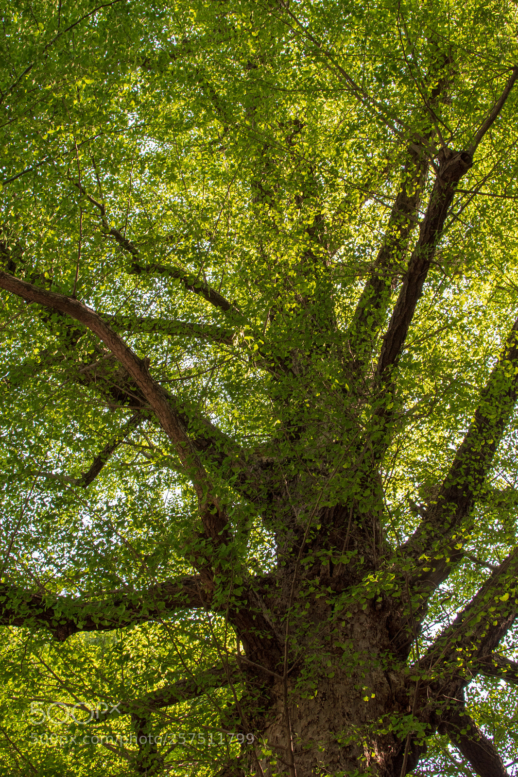 Nikon D5500 sample photo. Green parasol photography