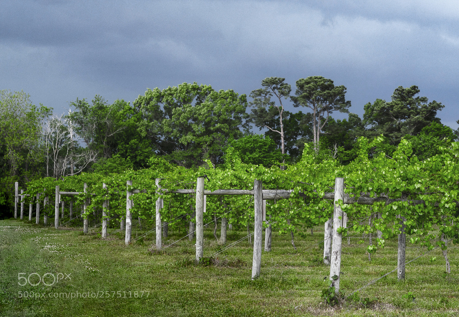 Sony a7R III sample photo. Vineyard at windsor castle photography