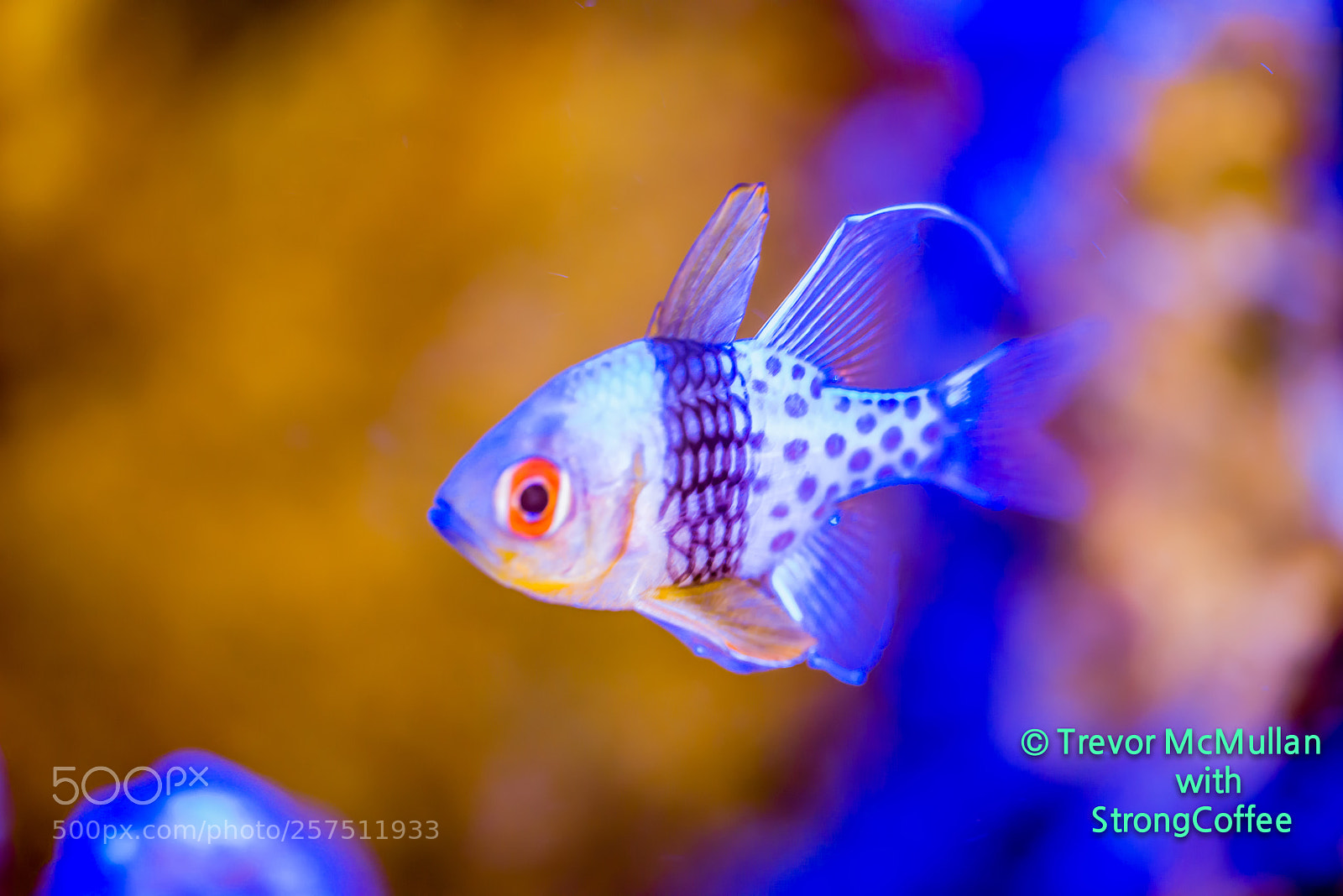 Nikon D800 sample photo. Small reef fish photography