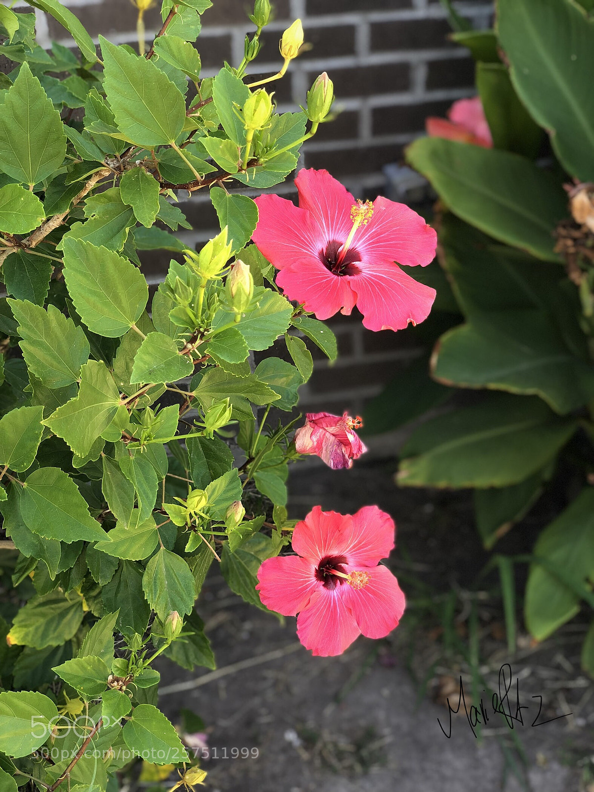 Apple iPhone X sample photo. Untitled photography