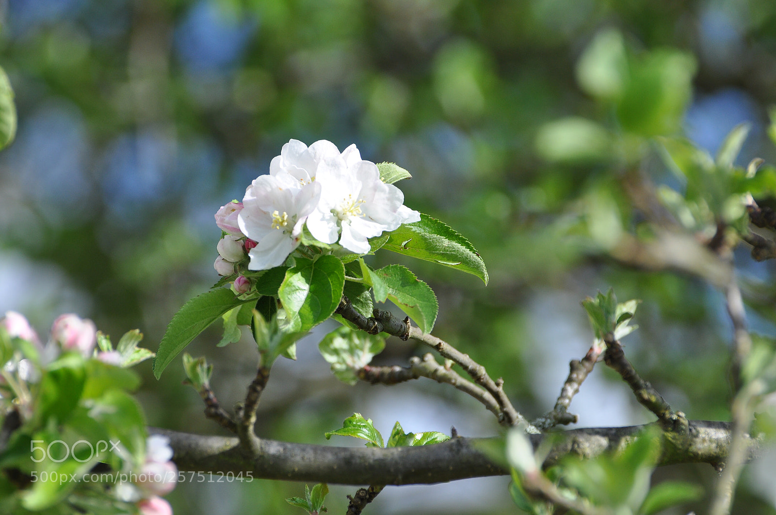 Nikon D90 sample photo. Blossoms photography