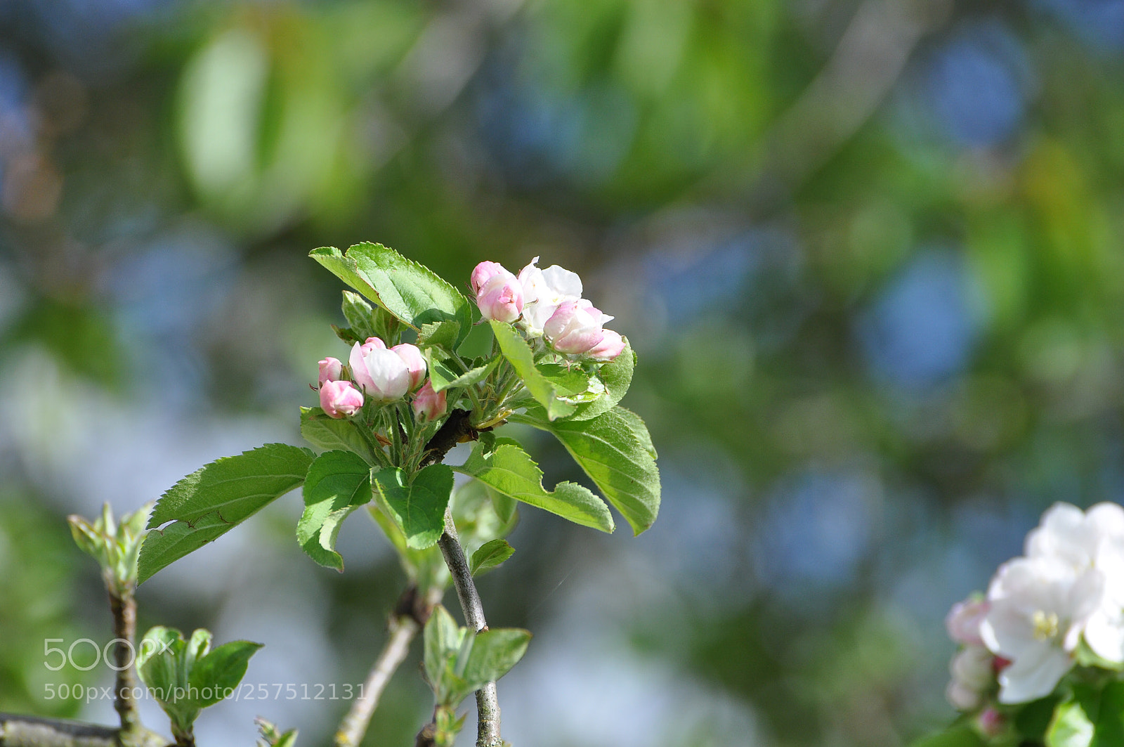 Nikon D90 sample photo. Blossoms photography