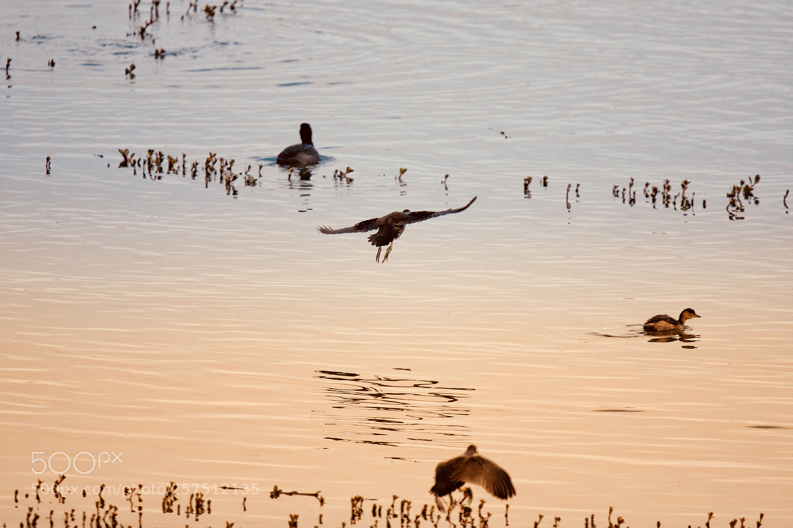 Nikon D7200 sample photo. Fly photography