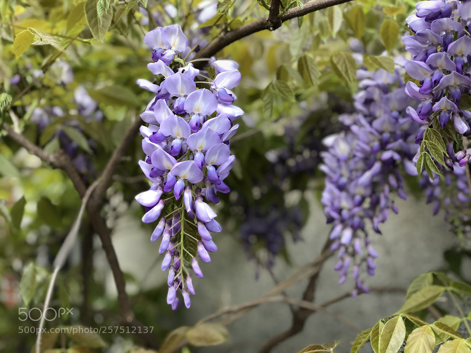 Apple iPhone X sample photo. Wisteria  photography
