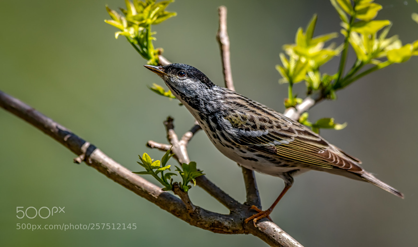 Nikon D500 sample photo. Blackpoll warbler hunting flies photography