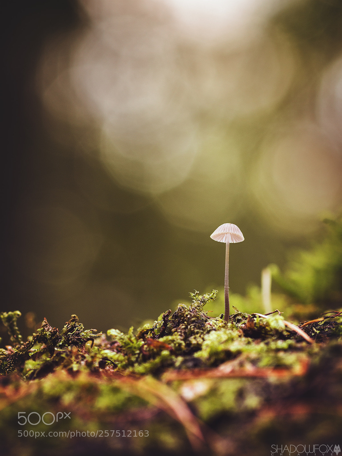 Canon EOS 700D (EOS Rebel T5i / EOS Kiss X7i) sample photo. Fungi 2018-20 photography