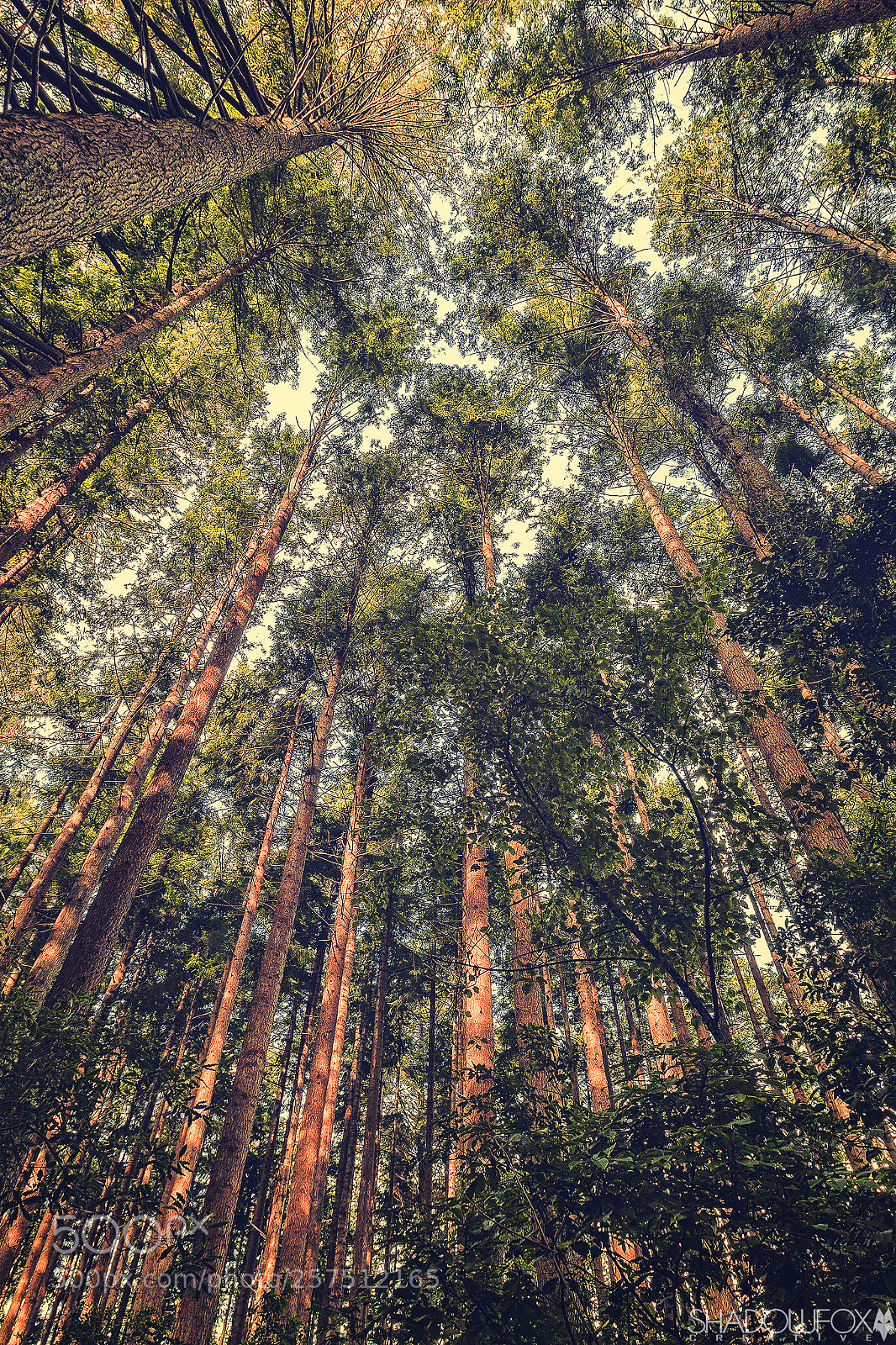 Canon EOS 700D (EOS Rebel T5i / EOS Kiss X7i) sample photo. Forest photography