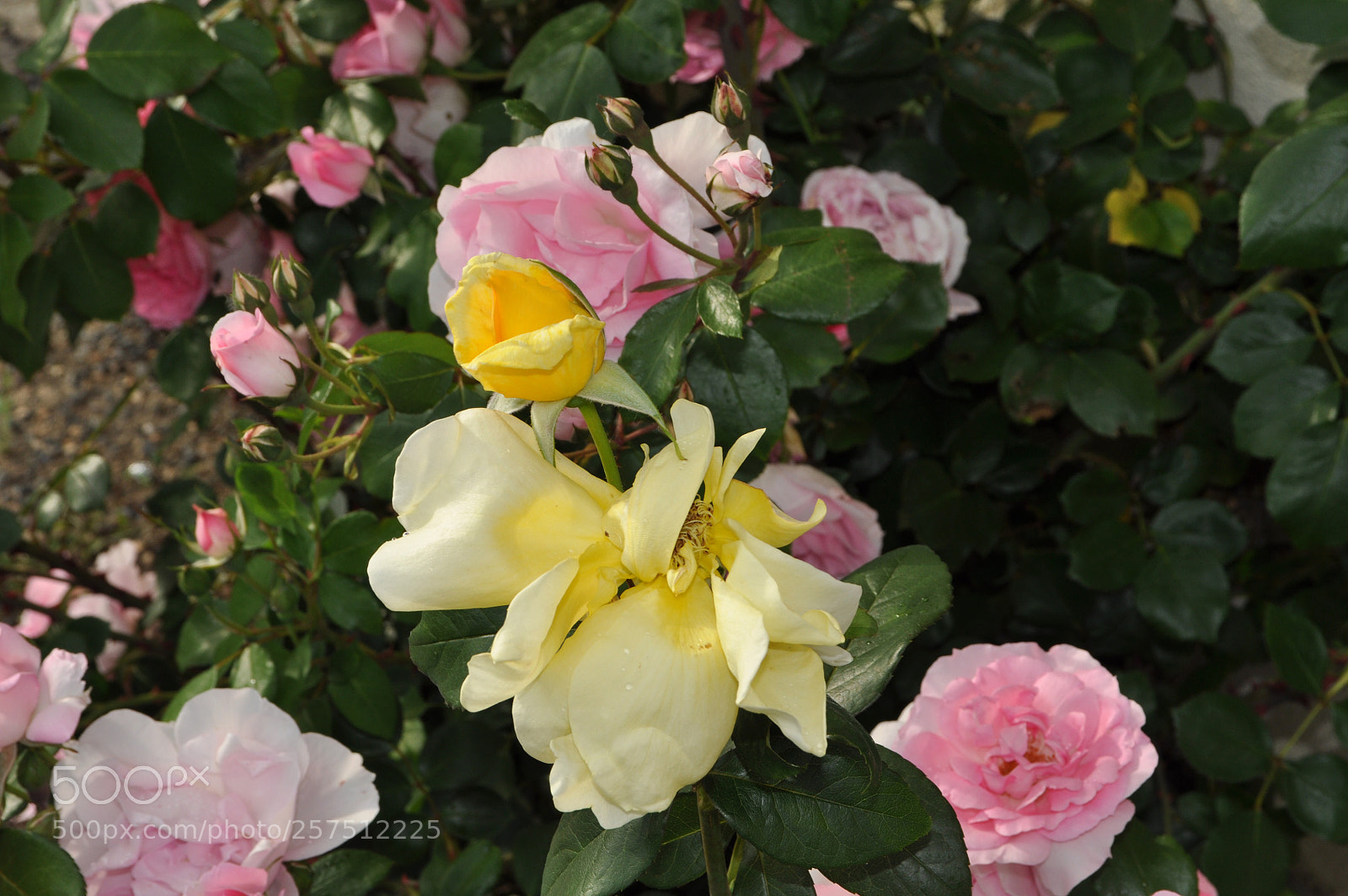 Nikon D90 sample photo. Roses photography