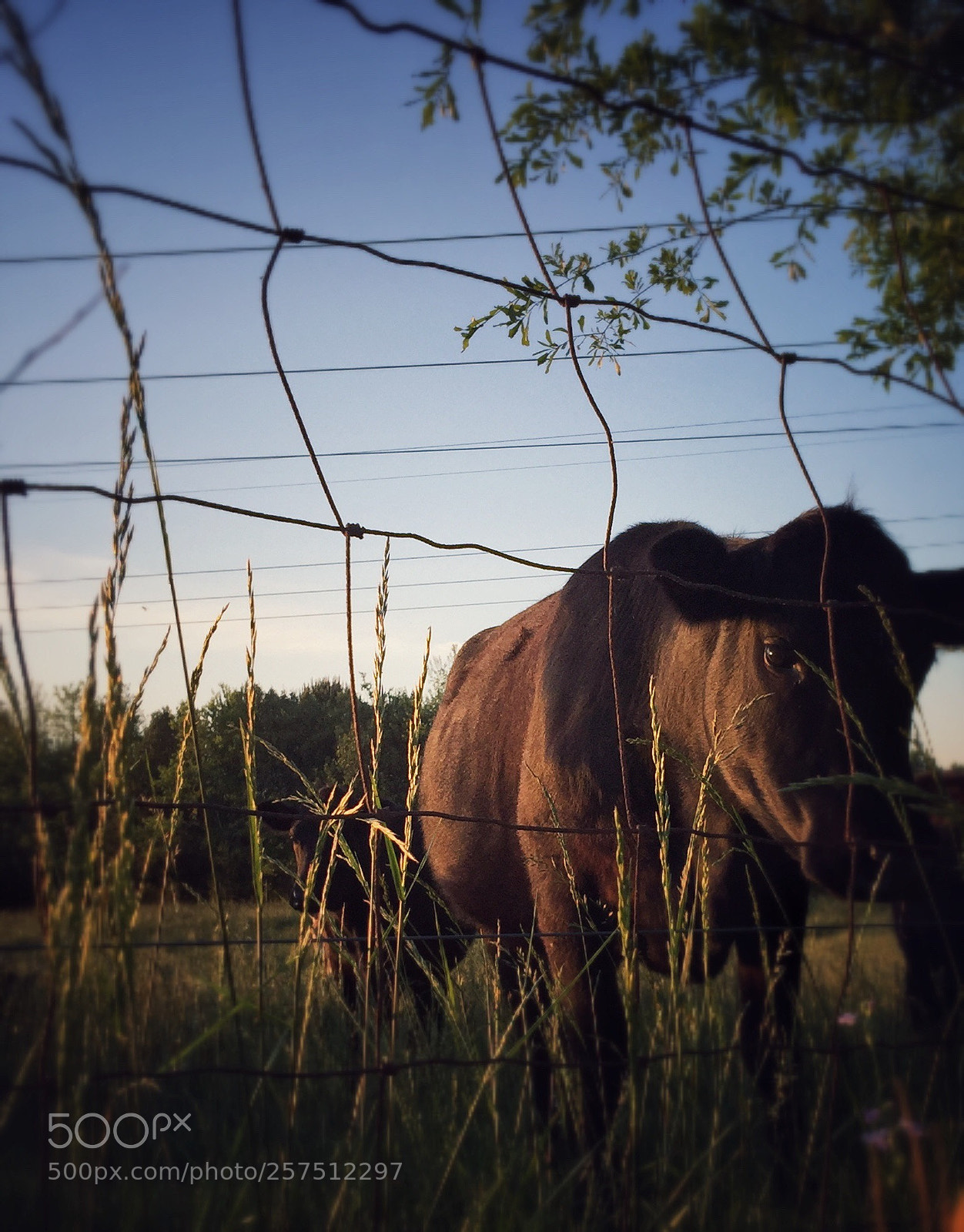 Apple iPhone 6 Plus sample photo. Yes? photography