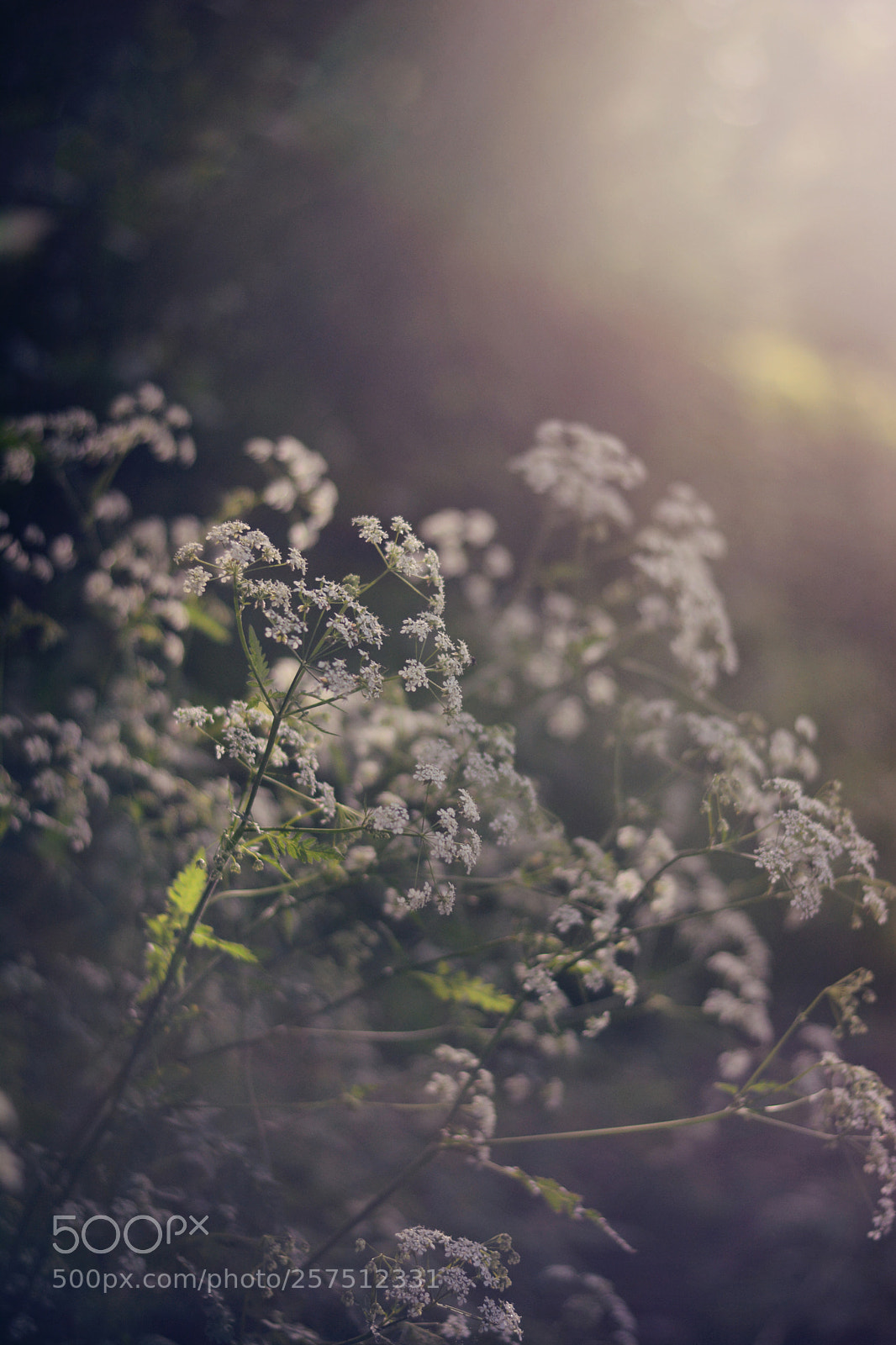 Nikon D7100 sample photo. Spring beauties photography