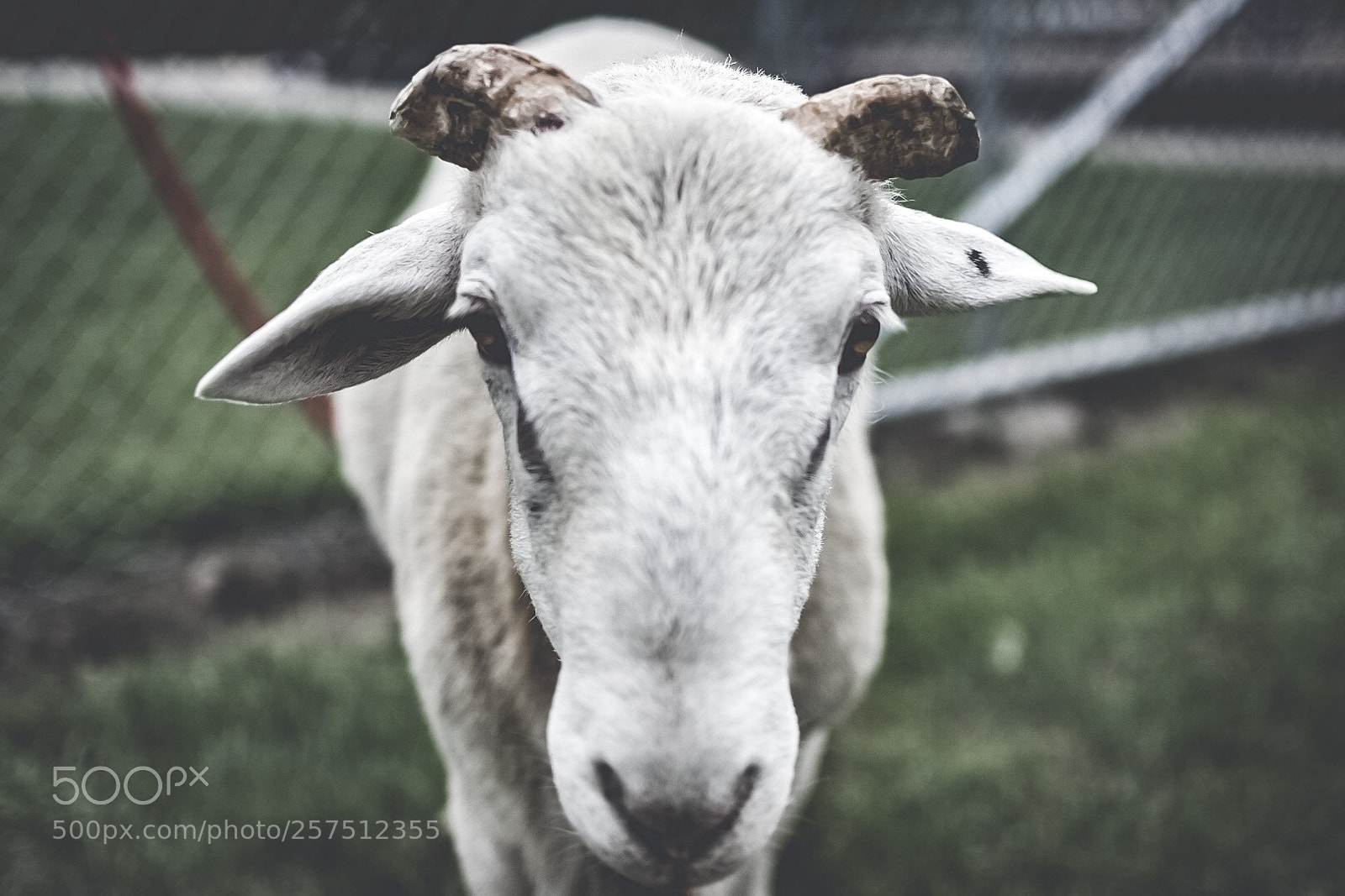 Nikon D3400 sample photo. Goat 3 photography