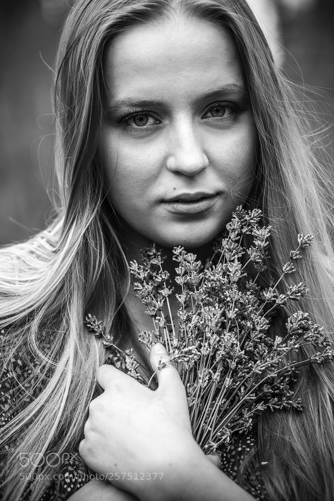 Canon EOS 5D Mark II sample photo. Lavender photography