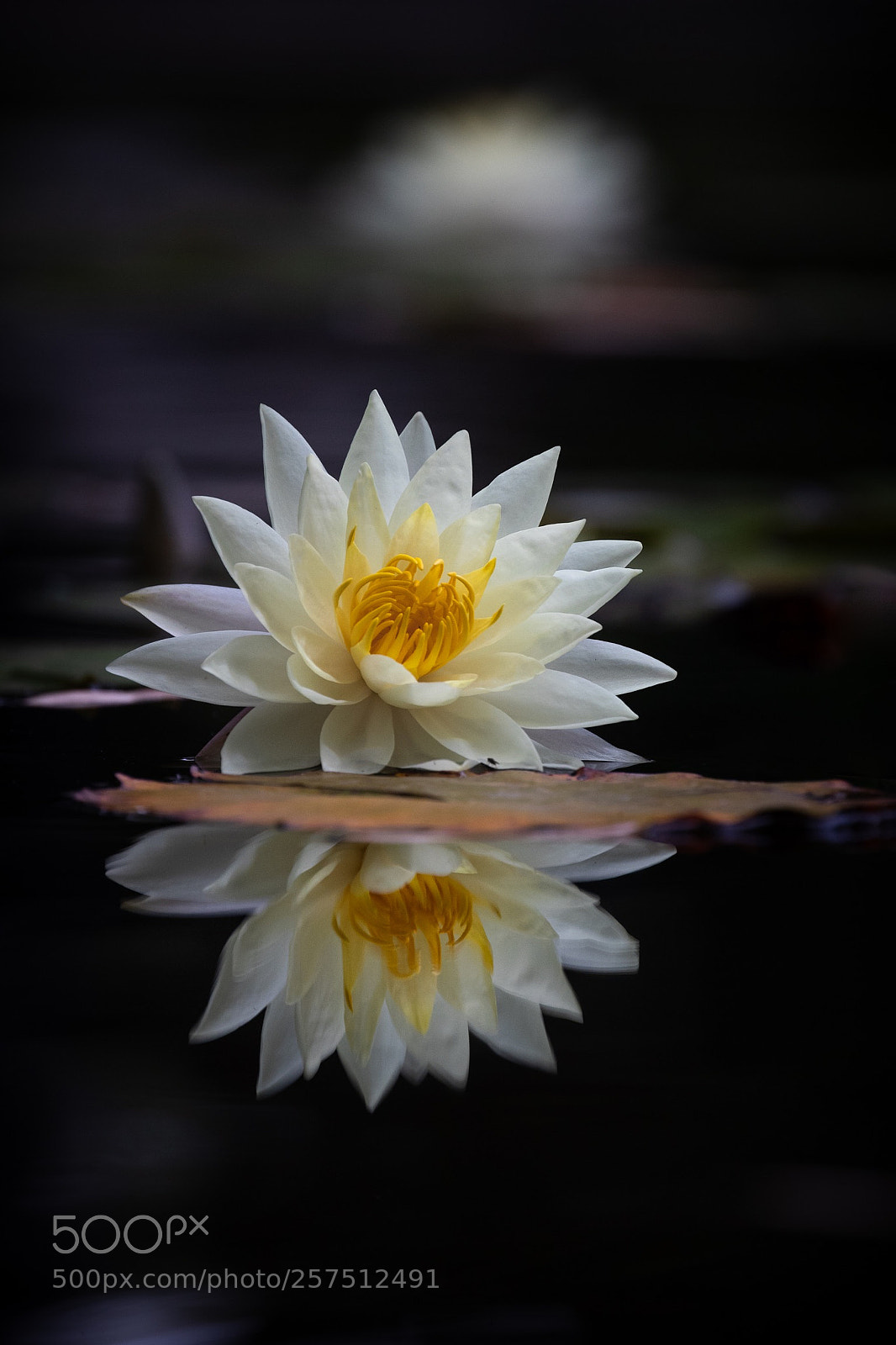 Canon EOS-1D X Mark II sample photo. Water lily photography
