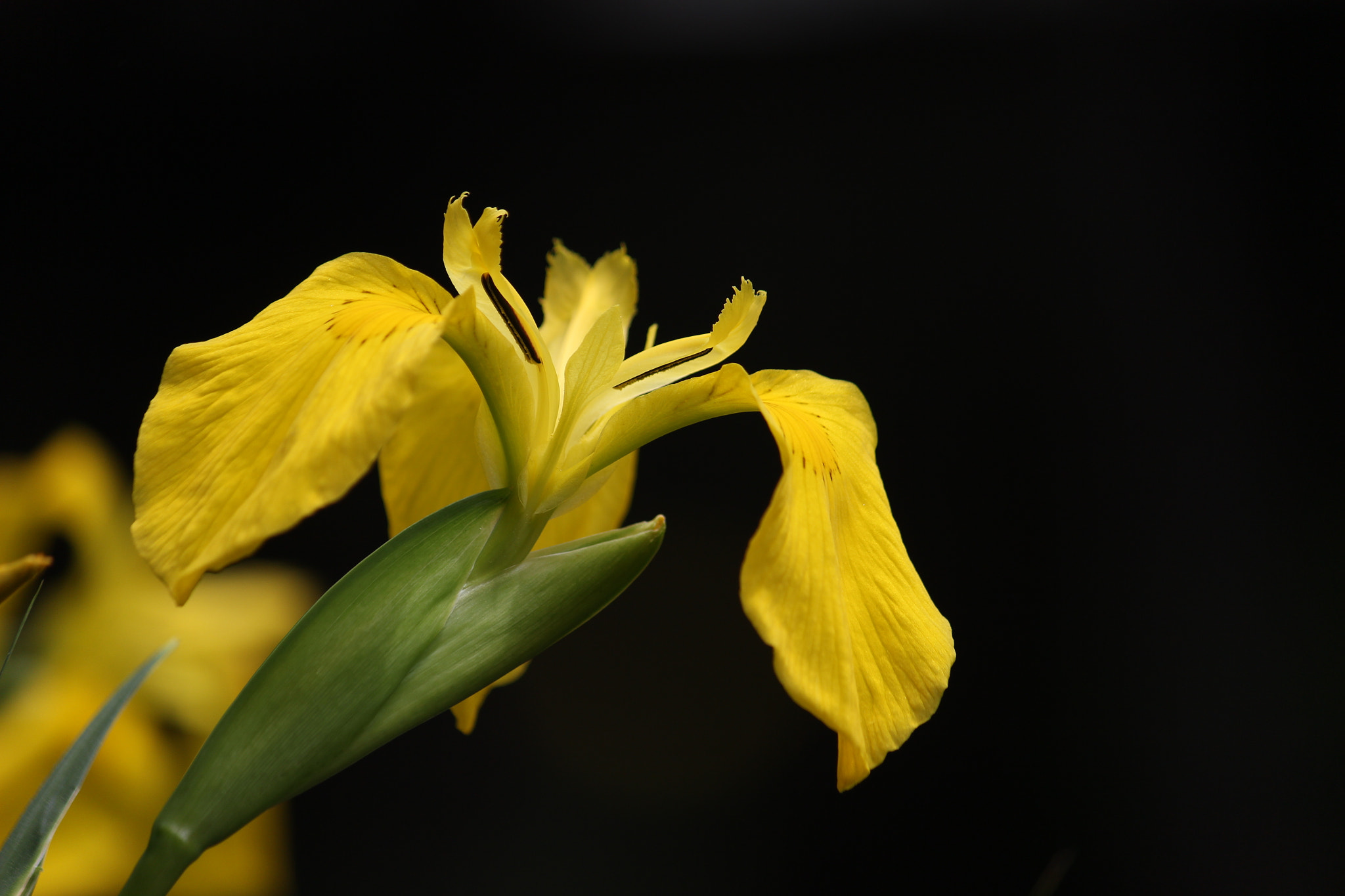 Canon EF-S 55-250mm F4-5.6 IS sample photo. Yellow flag iris photography