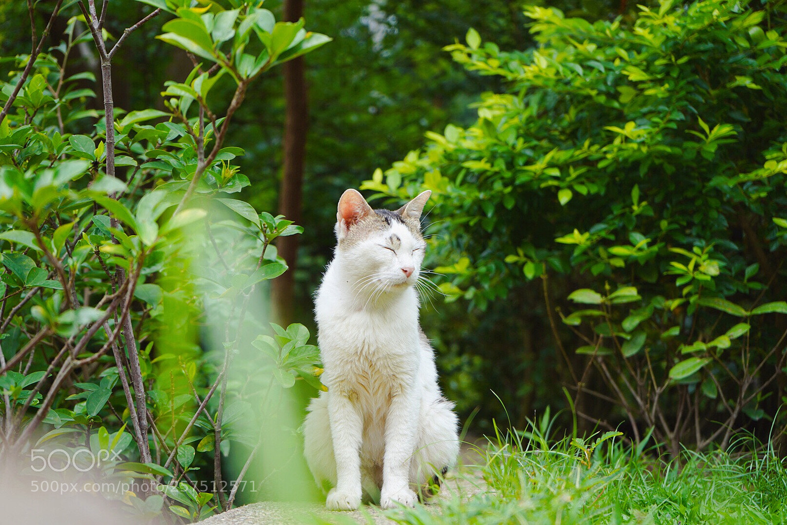 Sony a7 III sample photo. Untitled photography