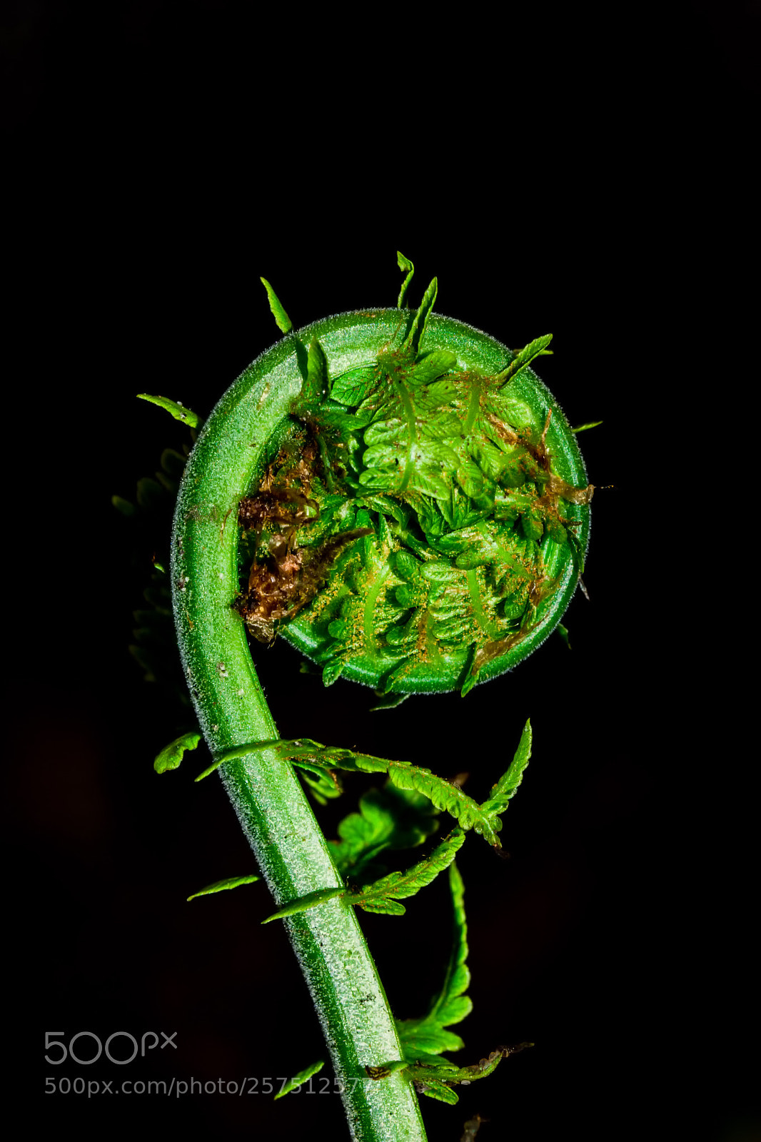 Nikon D7200 sample photo. Fiddlehead photography