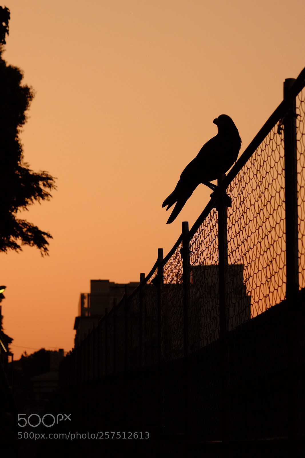 Fujifilm X-T10 sample photo. The crow of the photography