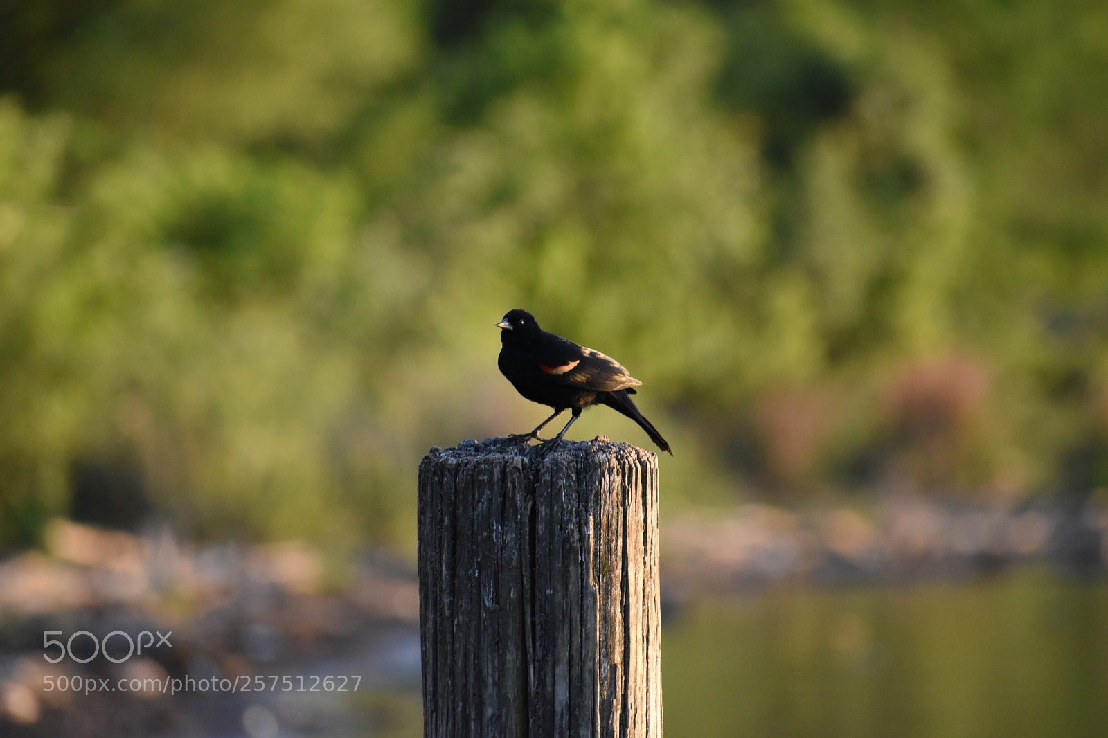 Nikon D3400 sample photo. Bird photography