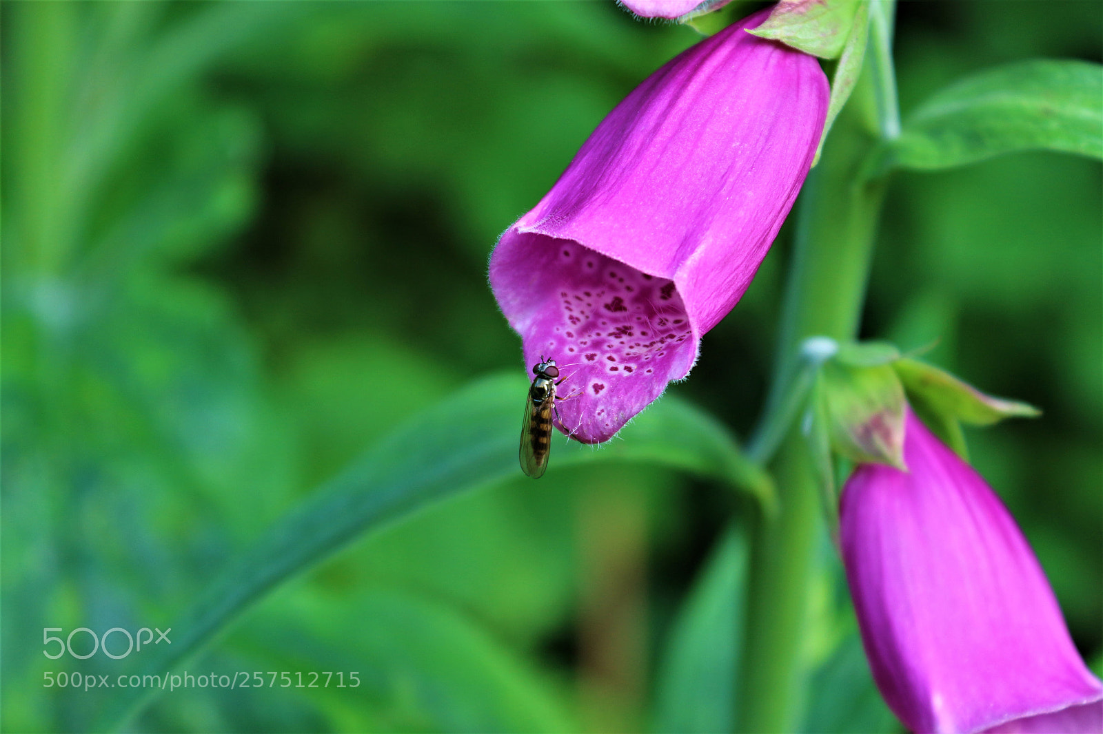 Canon EOS 100D (EOS Rebel SL1 / EOS Kiss X7) sample photo. Flower and insect photography