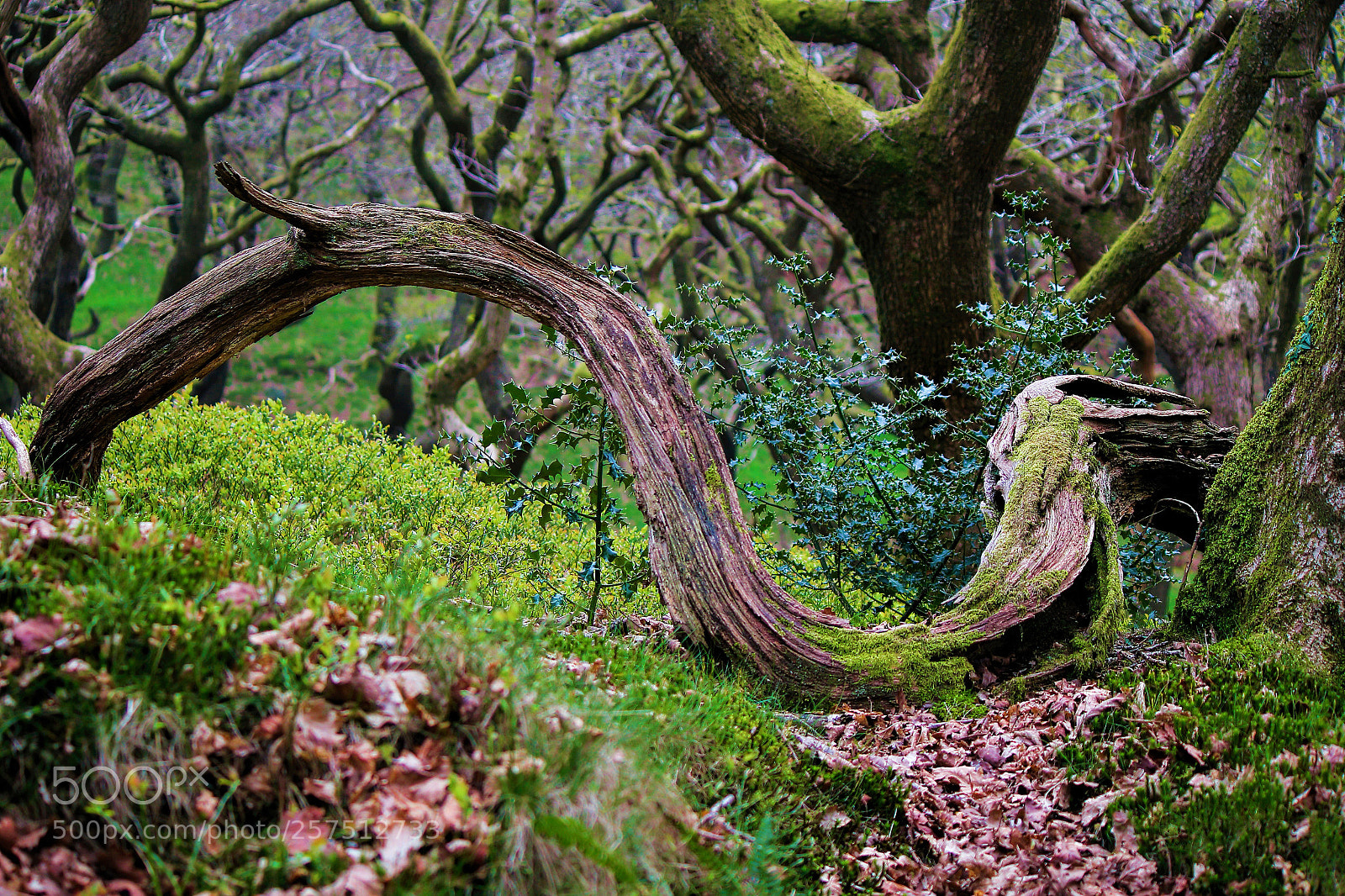 Canon EOS 100D (EOS Rebel SL1 / EOS Kiss X7) sample photo. The fallen branch photography