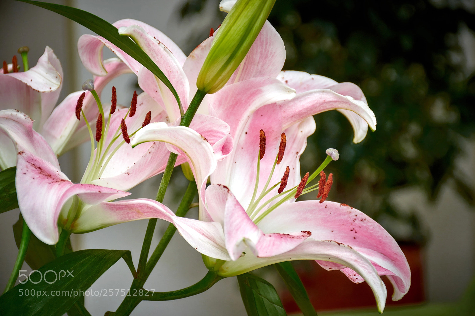 Nikon D3200 sample photo. White lilies photography