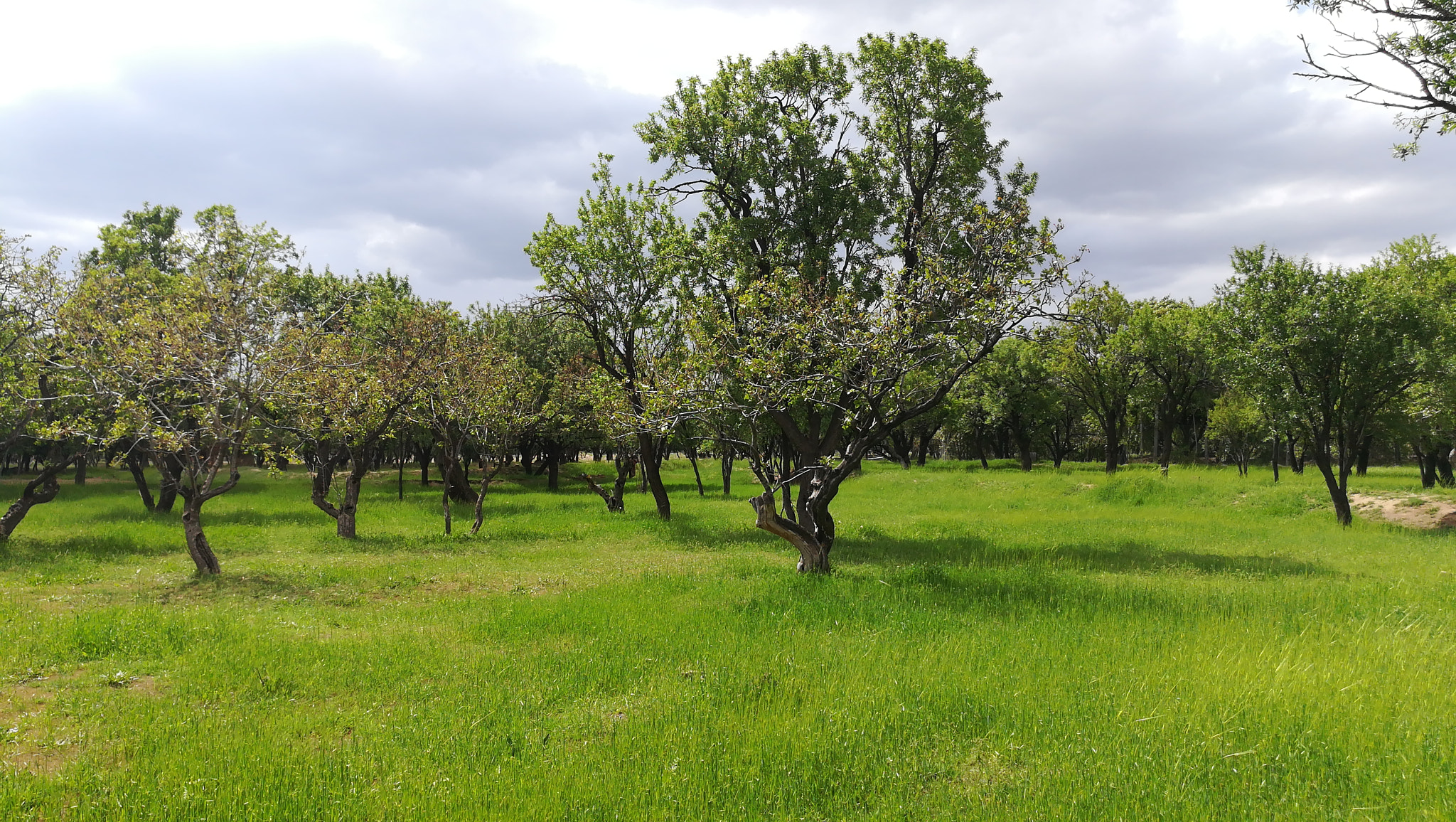 HUAWEI honor 6x sample photo. Traditional gardens of qazvin photography