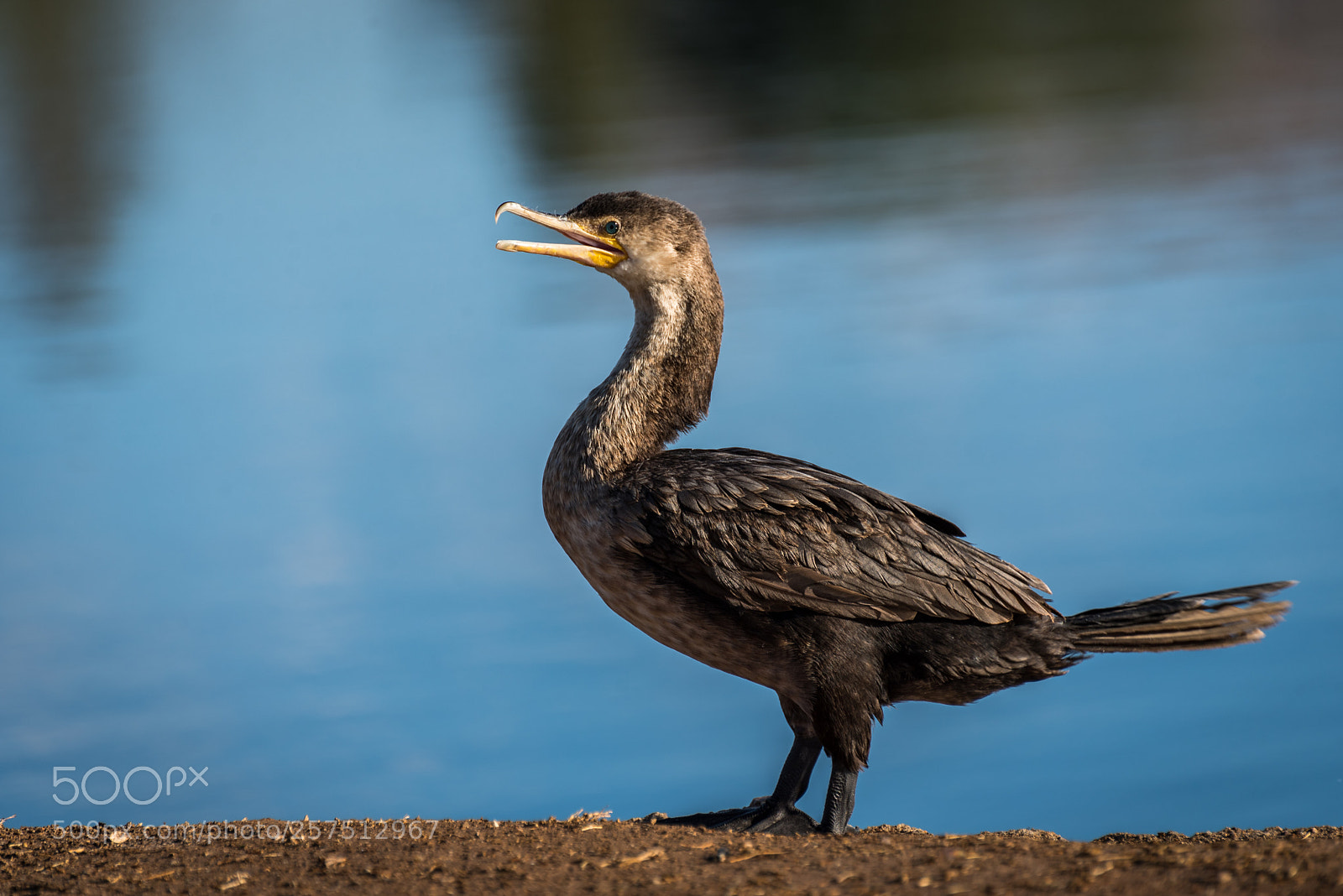 Nikon D750 sample photo. Neotropic cormorant photography