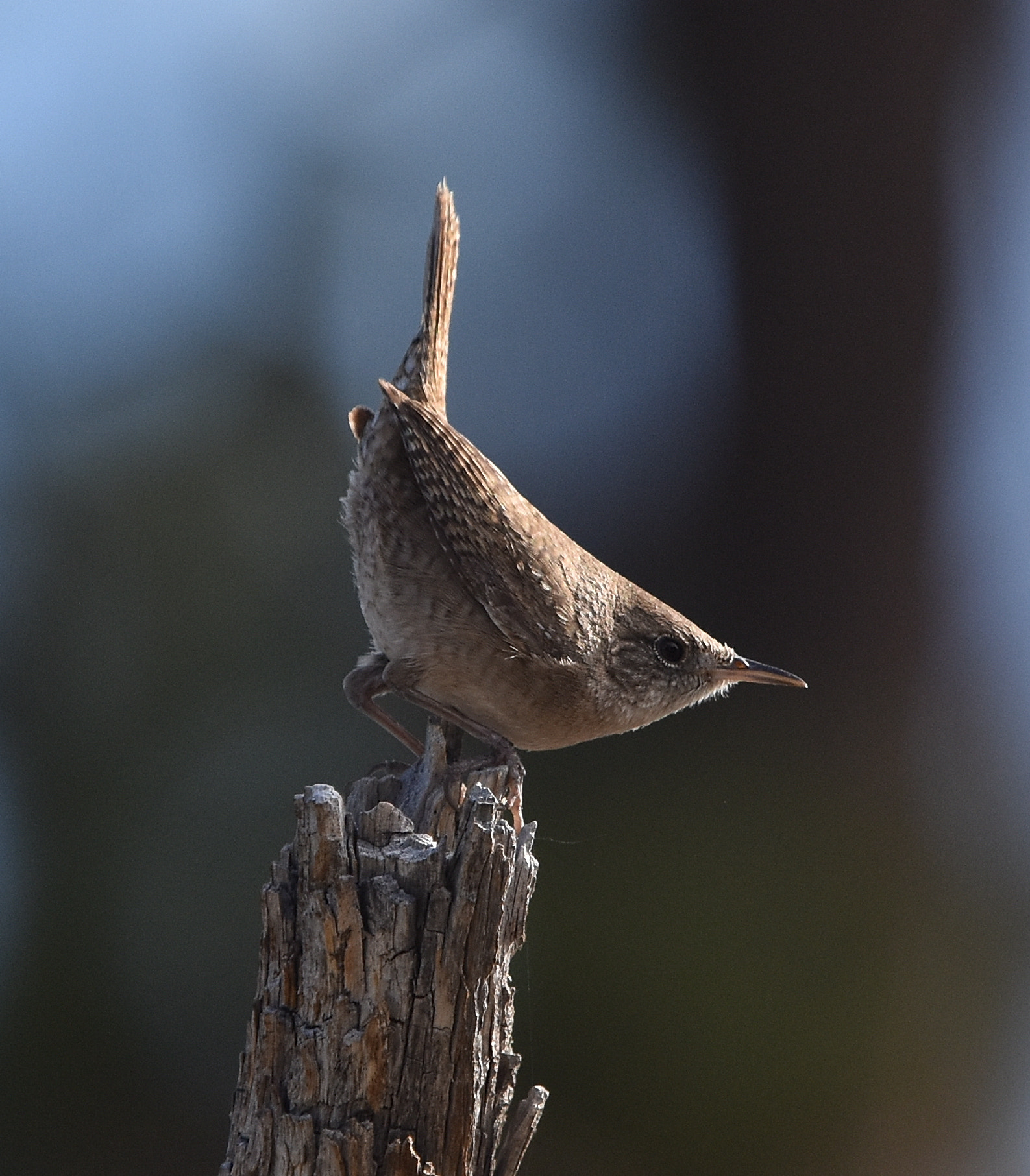 Nikon Nikkor AF-S 300mm F4E PF ED VR sample photo. House wren photography