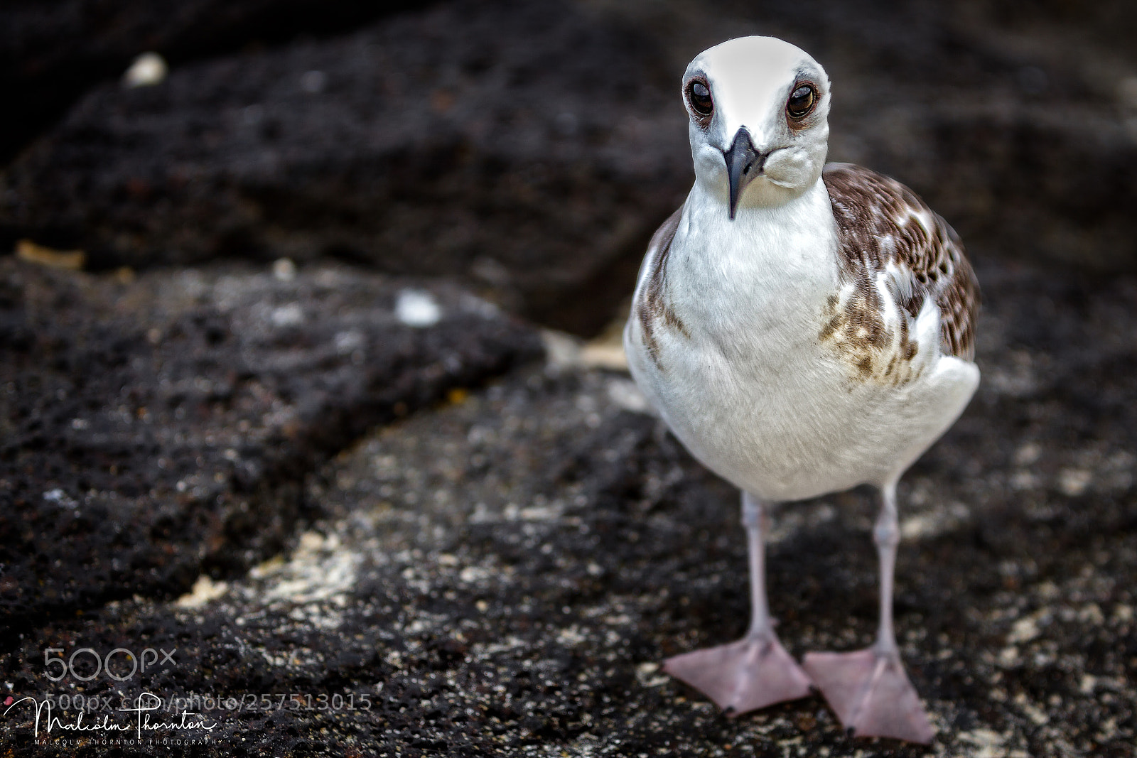 Canon EOS 5D Mark II sample photo. Juvenile swallow-tailed gull photography