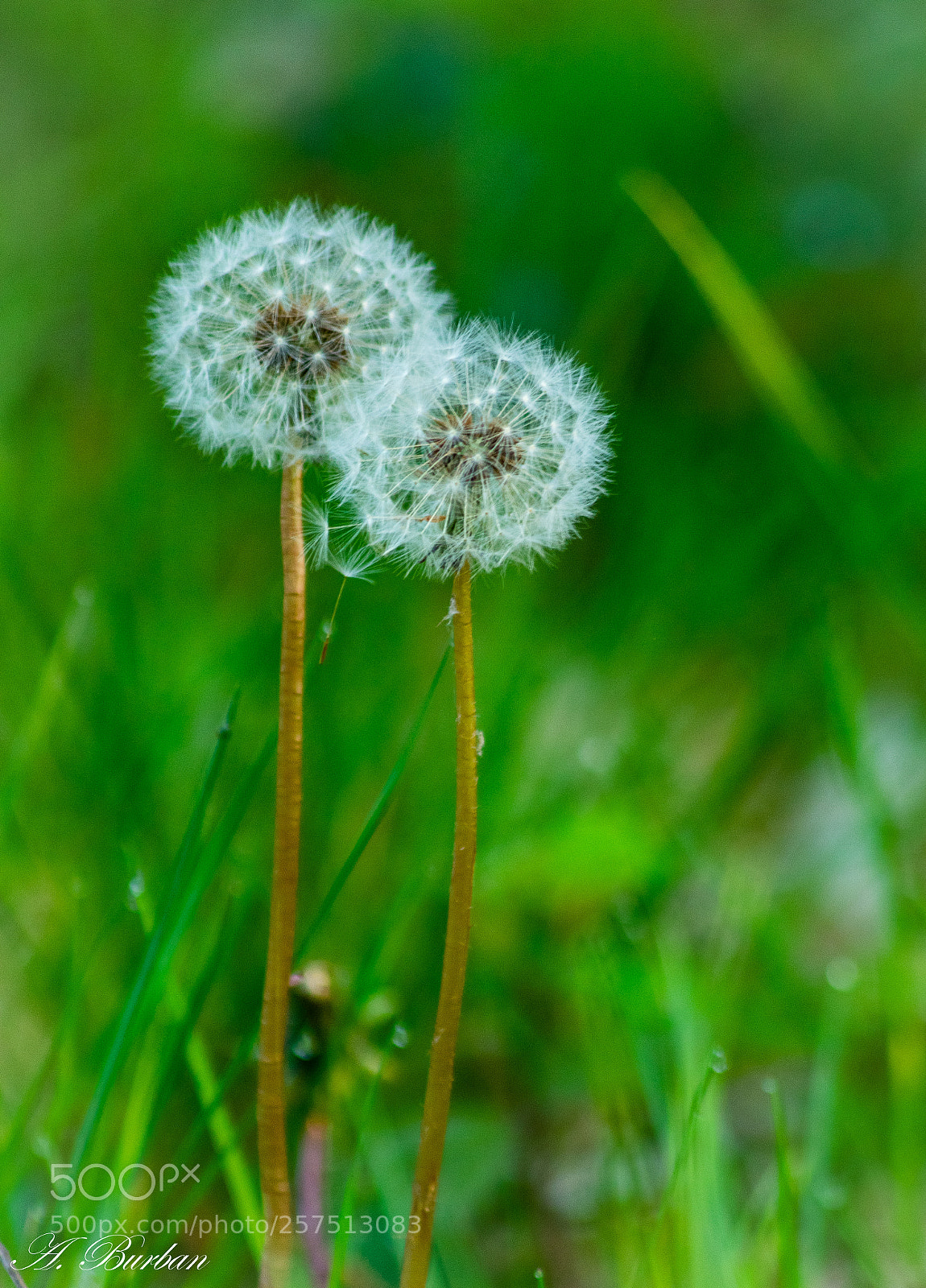 Nikon D5300 sample photo. Dream... photography