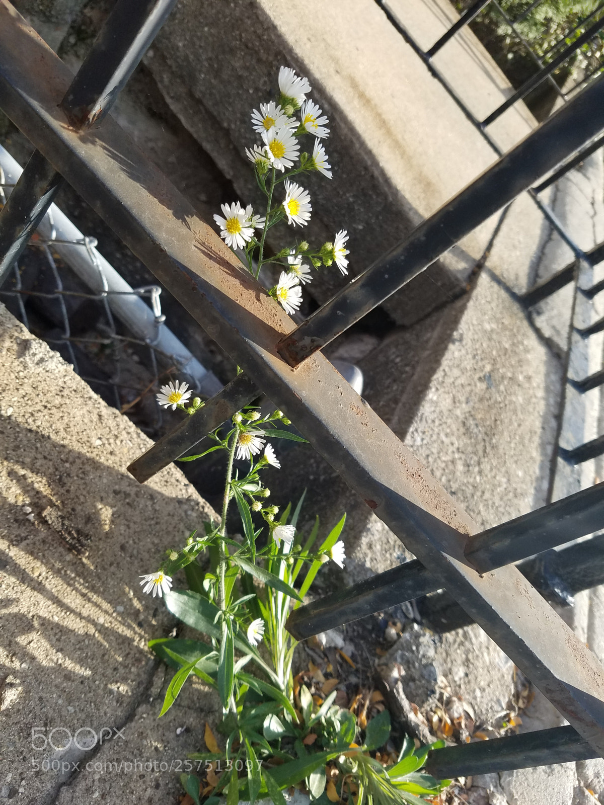 Samsung Galaxy S7 Edge sample photo. 20170929_164155.jpg photography
