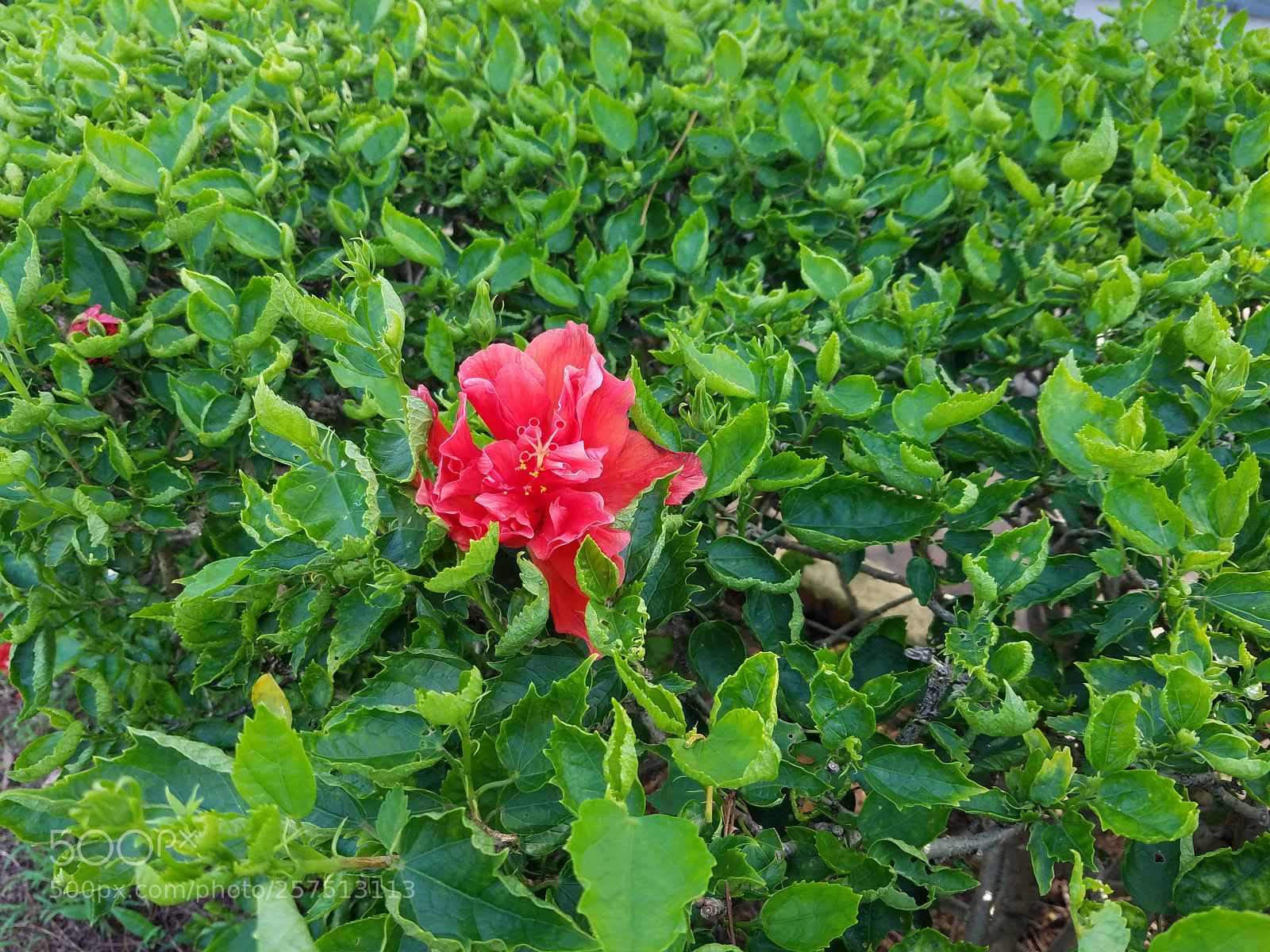 Samsung Galaxy S7 Edge sample photo. 20160715_155933.jpg photography