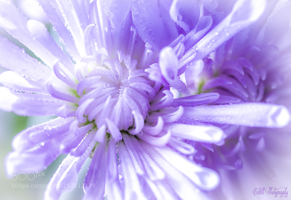 Canon EOS 650D (EOS Rebel T4i / EOS Kiss X6i) sample photo. Mothers day bouquet photography