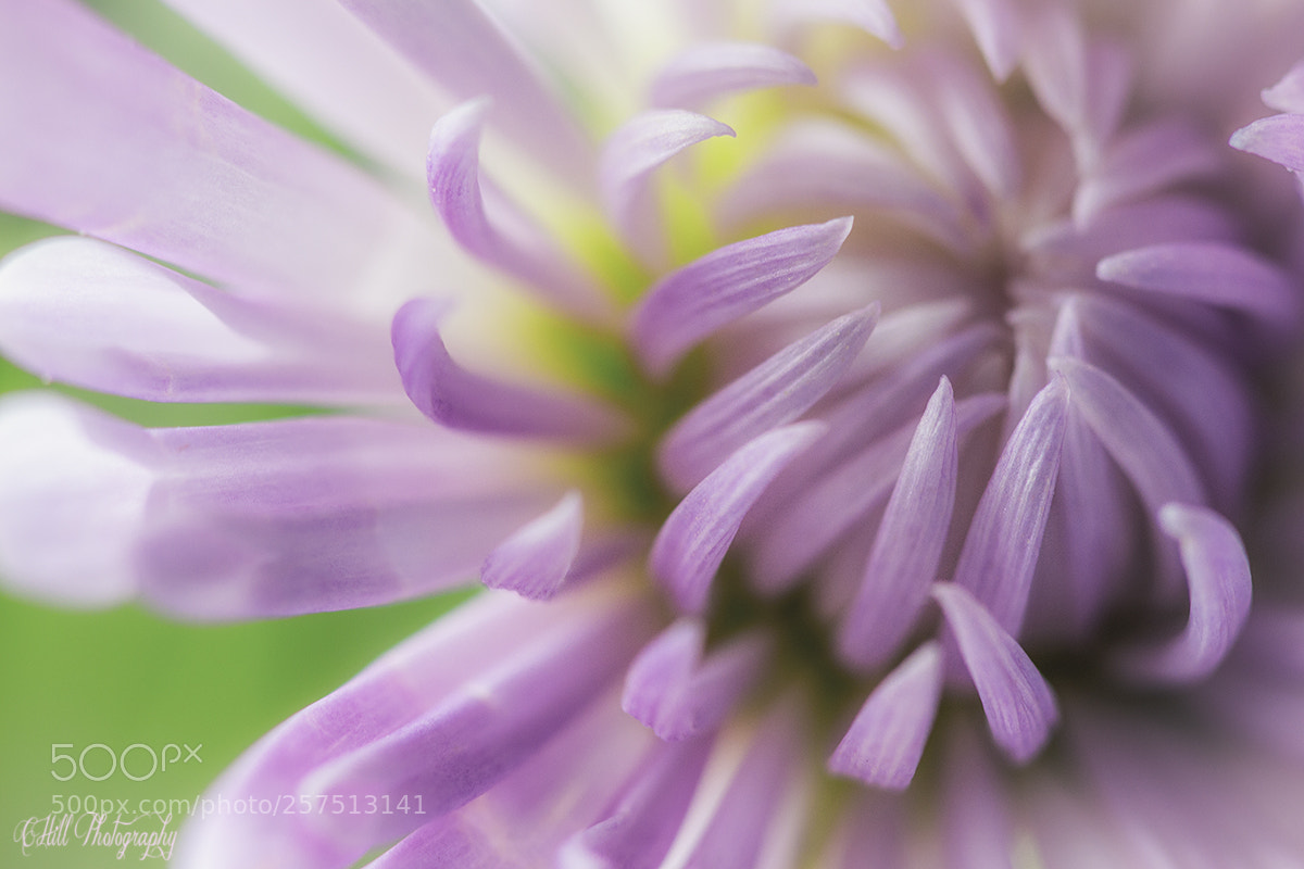 Canon EOS 650D (EOS Rebel T4i / EOS Kiss X6i) sample photo. Mothers day bouquet photography