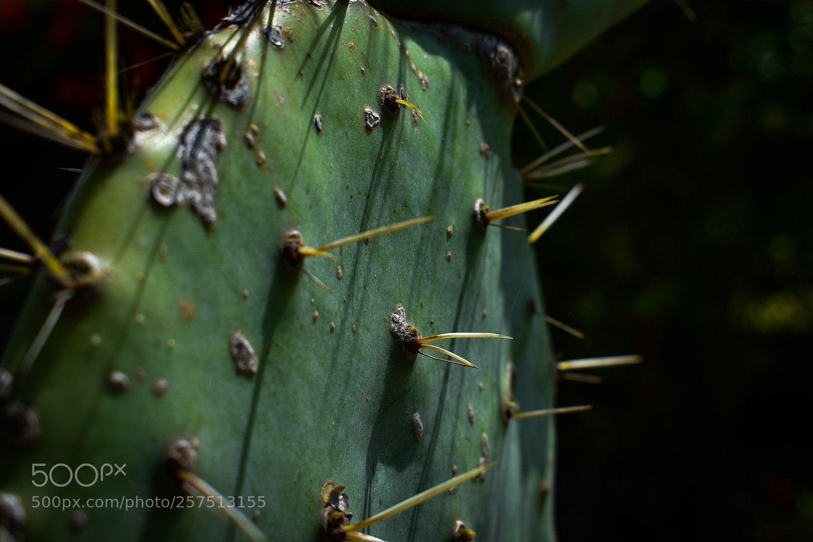 Nikon D3400 sample photo. European cactus photography