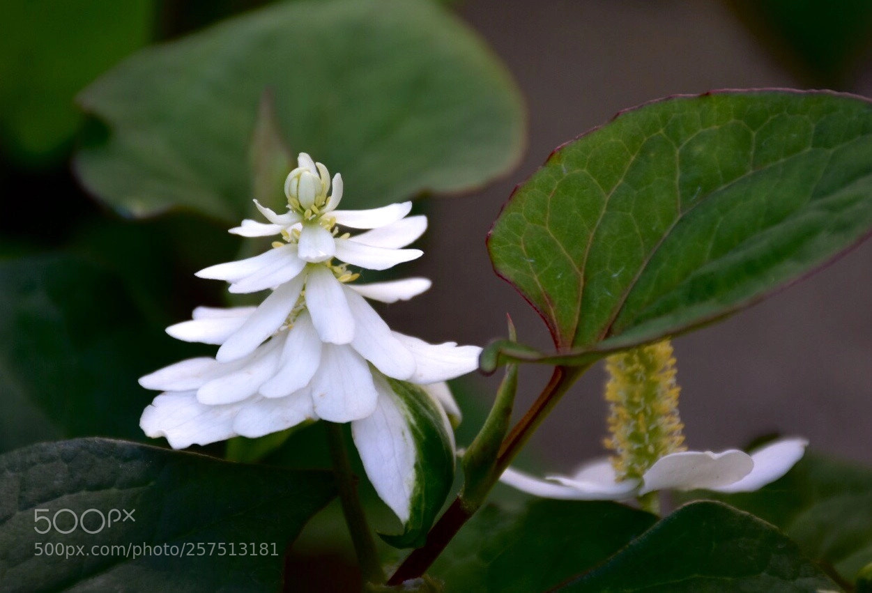 Nikon D7200 sample photo. Fish mint
魚腥草
 photography