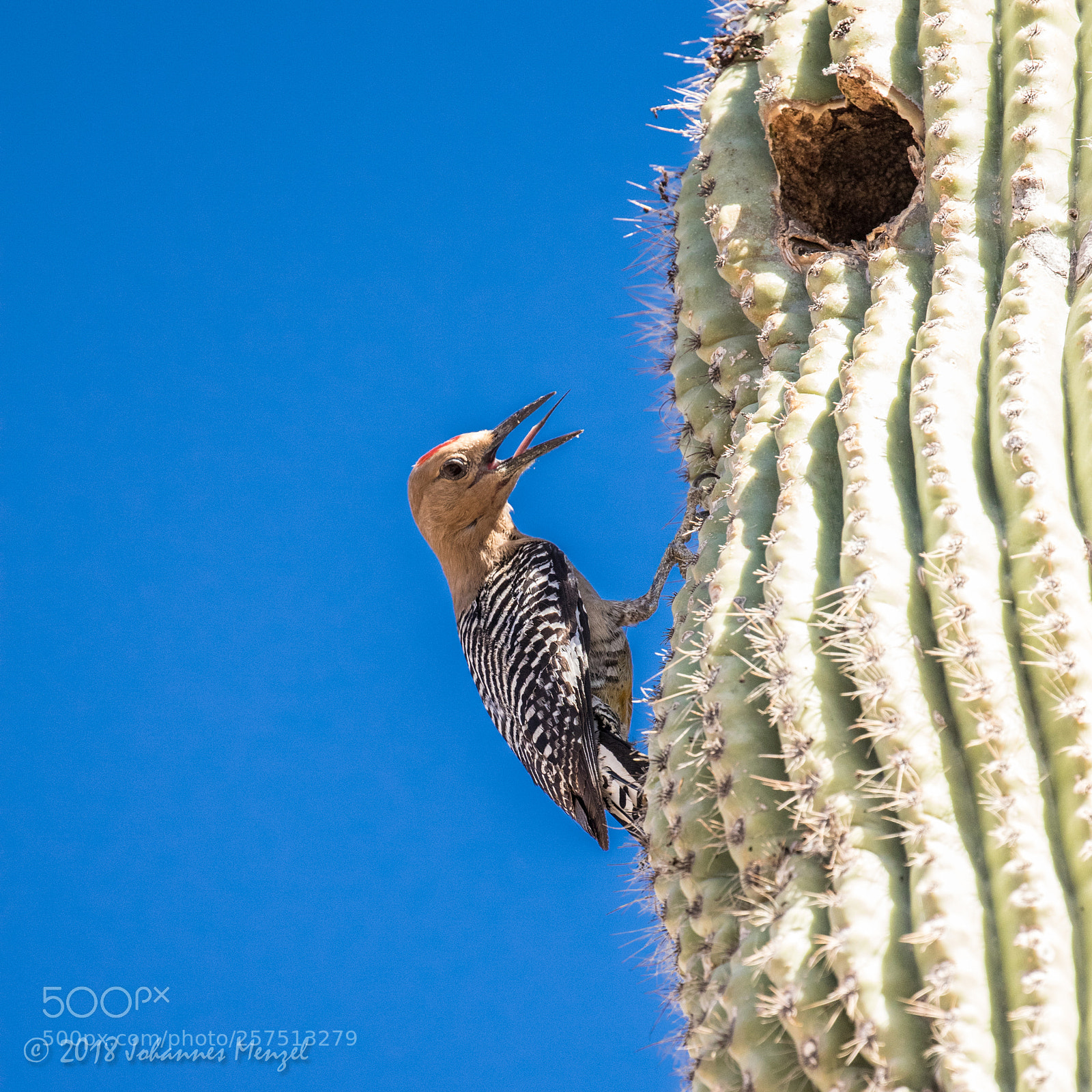 Canon EOS 7D Mark II sample photo. Cactuspecker photography