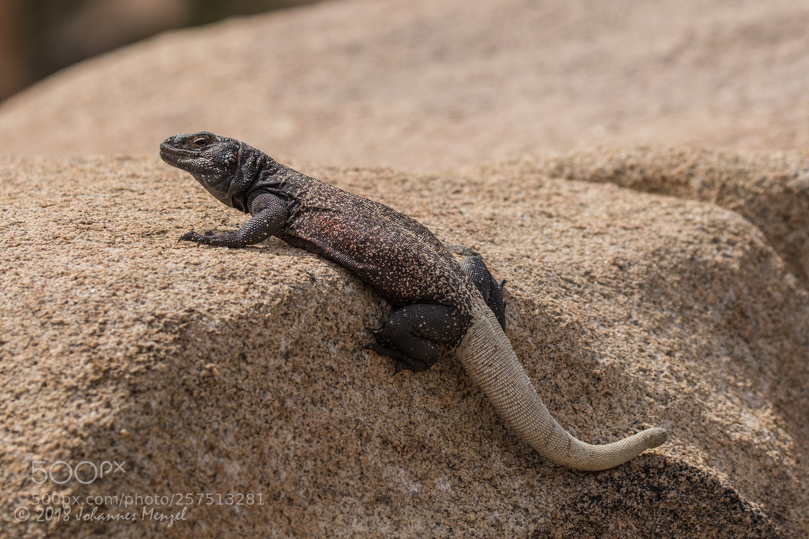 Canon EOS 7D Mark II sample photo. Big fat lizard photography